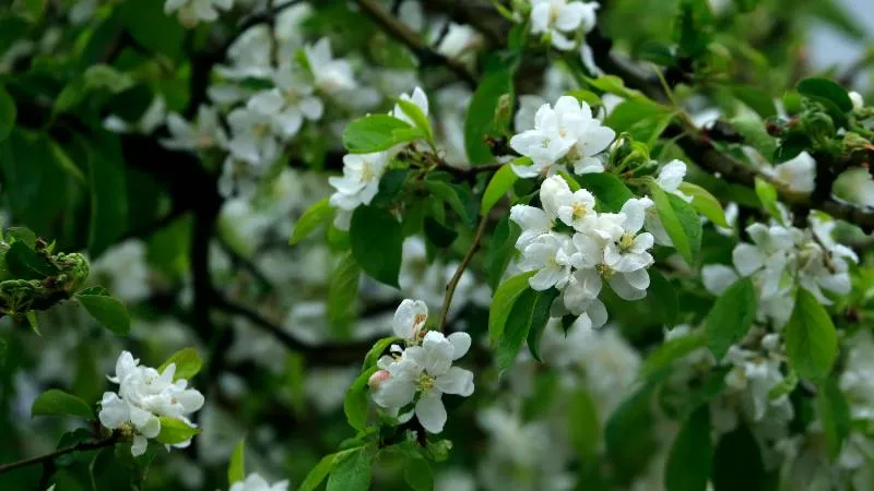 Healthy flowering Apple Blossom Flower tree branch with beautiful Apple Blossom flower.