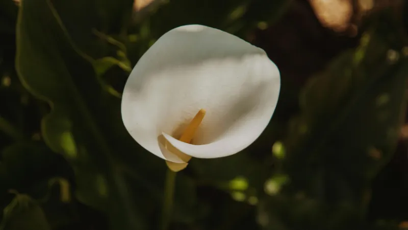 Healthy flowering Arum Flower plant displaying a beautiful Arum flower and foliage.