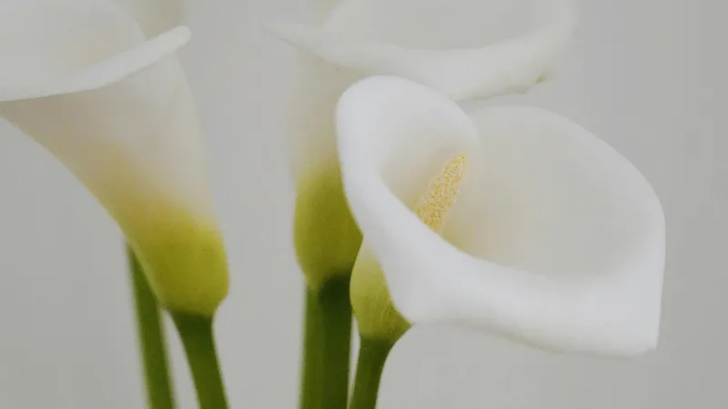 Healthy flowering Arum plant in a natural setting.