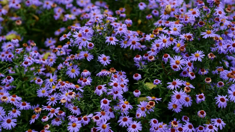 Healthy flowering Aster plant in a garden setting.