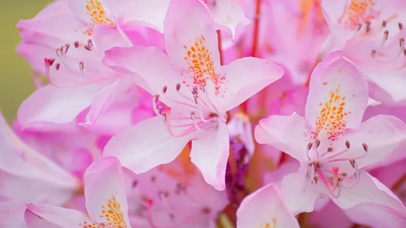 Healthy flowering Azalea flower with abundant blossoms.