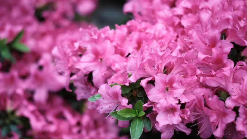 Dense blooming Azalea flower covered with colorful flowers.