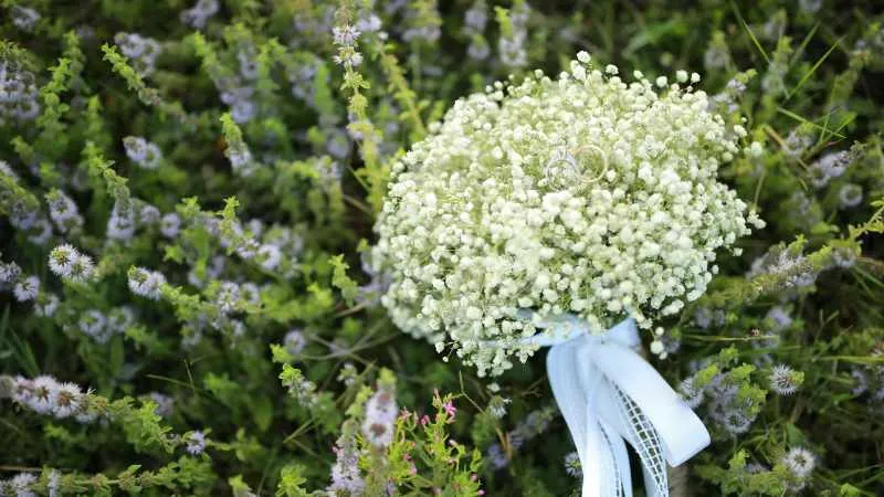 Healthy flowering Baby's Breath Flower in full bloom.