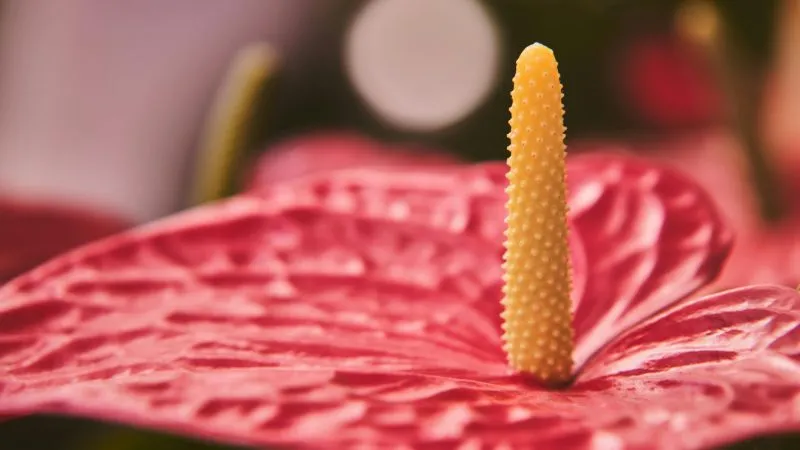 Beautiful garden Anthurium flower surrounded by healthy green foliage.