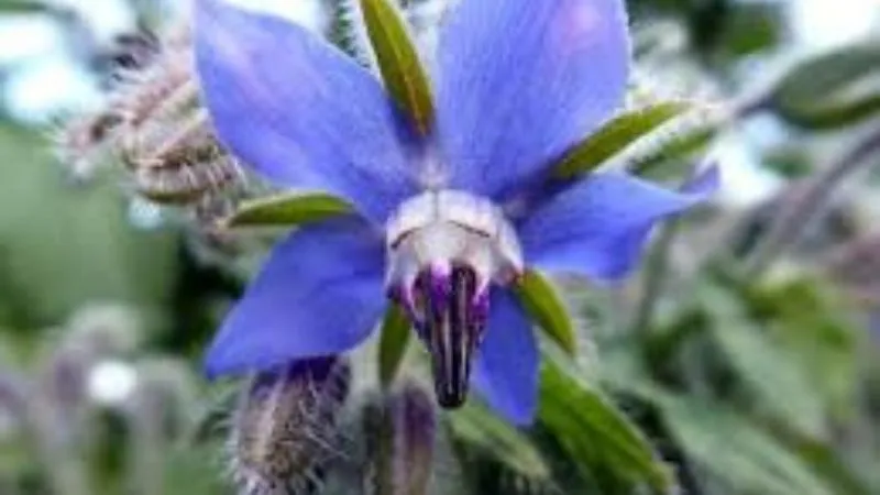 Garden Setting Borage flower growing among healthy vegetation.