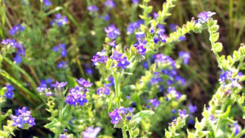 Beautiful Cluster Bugloss flower blooming on stems.