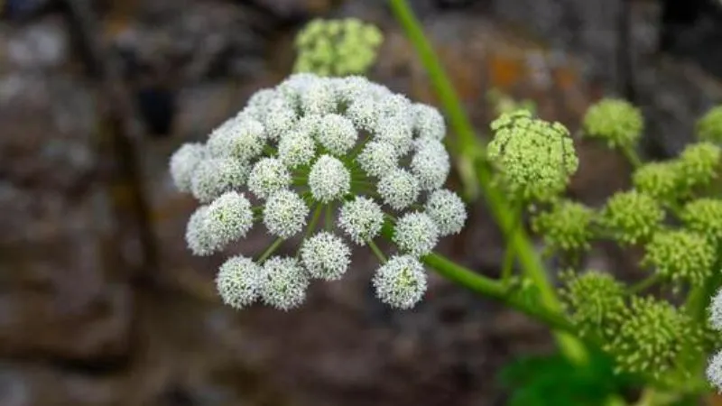 Healthy garden Angelica flower with umbrella-shaped blooms.