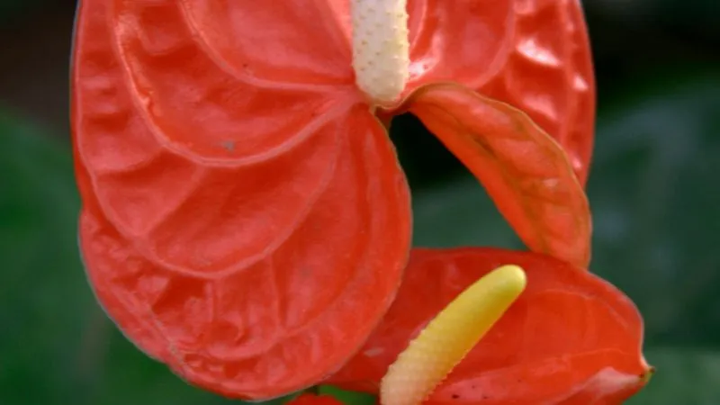 Beautiful glossy Anthurium flower with healthy green leaves.