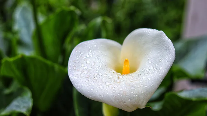 Healthy green Arum flower surrounded by lush foliage.