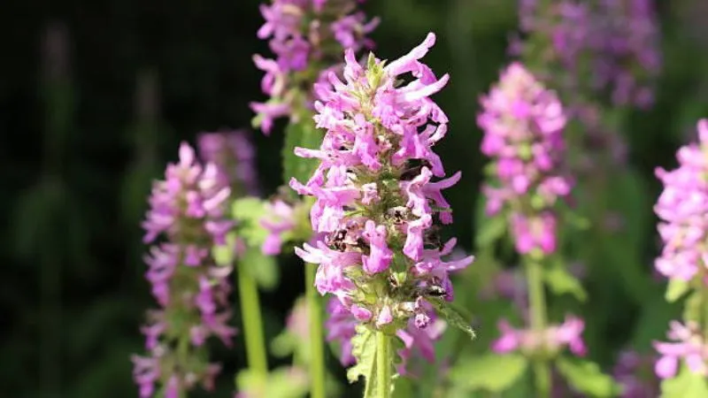 Healthy growing Betony flower with lush green foliage.