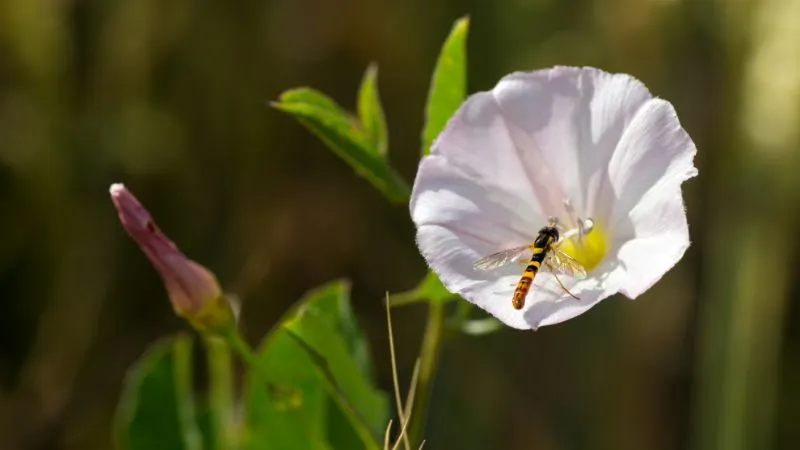 Healthy growing Bindweed flower with lush green foliage.