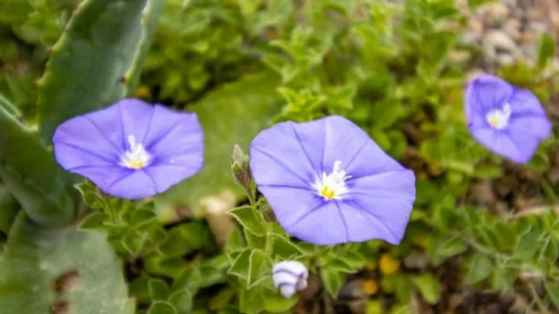Healthy growth Purple Bindweed flower with lush green foliage.