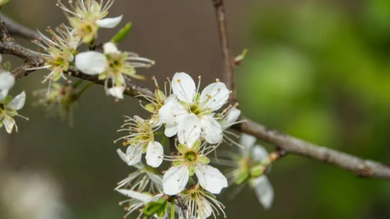 Healthy Growing Blackthorn flower with strong branches.