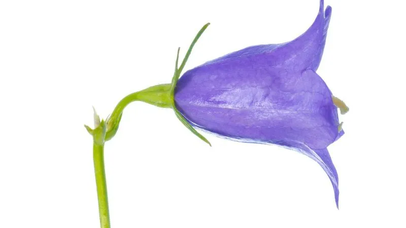 Healthy Foliage Bluebell flower with vibrant green leaves.