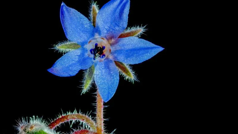 Healthy Growth Borage flower with fresh green foliage.