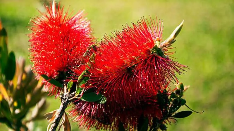 Healthy Growth Bottle Brush flower with lush green foliage.