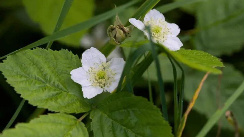 Healthy growth Bramble flower with lush green foliage.