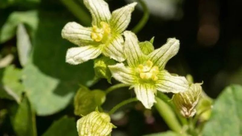 Healthy Growth Bryony flower with lush green foliage.