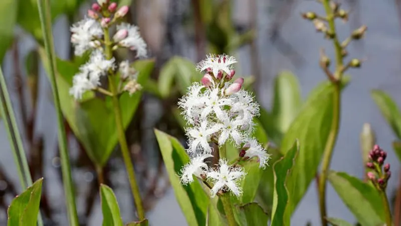 Healthy Growth Buckbean flower with fresh green foliage.