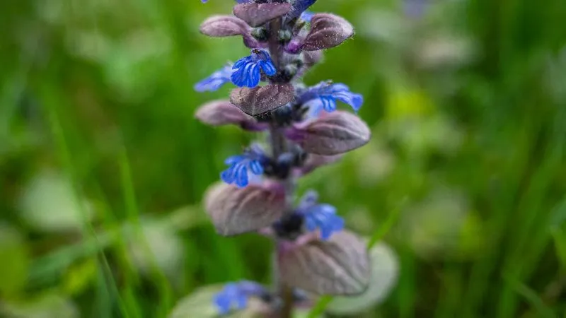 Healthy Foliage Bugleweed flower growing with lush leaves.