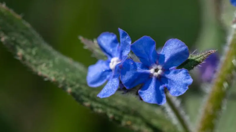 Flowering Stems Bugloss flower producing attractive blooms.
