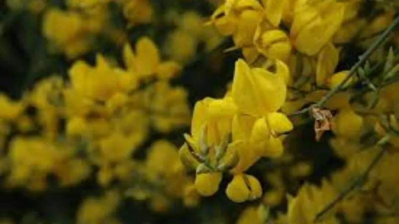 Healthy Growth Prickly Broom flower with strong stems.