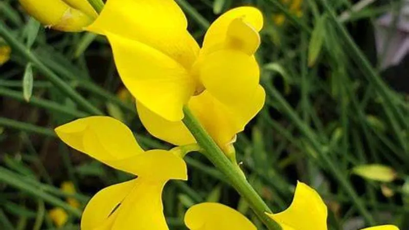Healthy Growth Spanish Broom flower with strong stems.