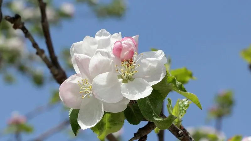 Healthy mature Apple Blossom flowers growing on a tree.