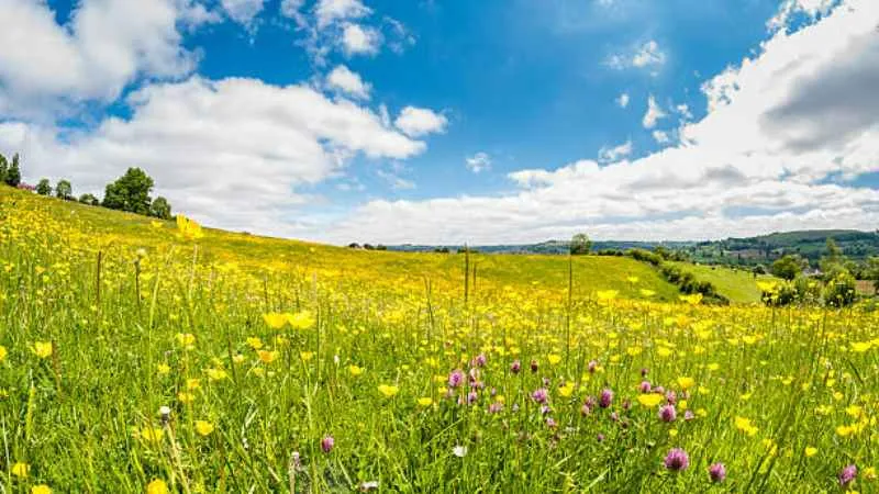 Healthy Plant Buttercup flower producing seasonal flowers.