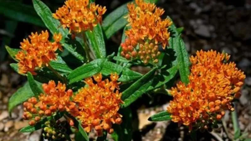 Full Plant Butterfly Weed flower displaying multiple orange clusters.
