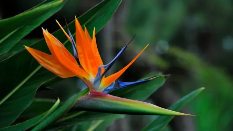 Fully opened Bird of Paradise flower showcasing vibrant petals.