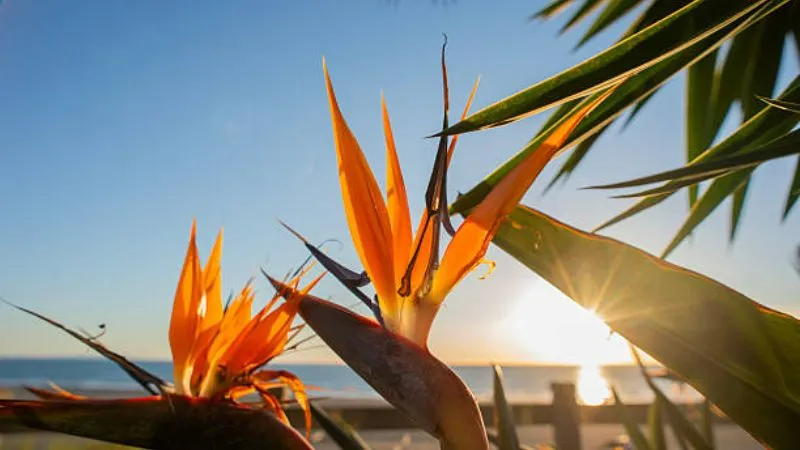 Healthy foliage Bird of Paradise flower with lush green leaves.