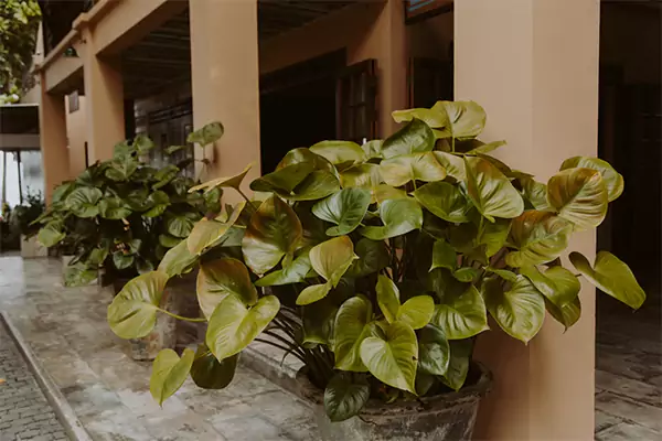 Heartleaf philodendron