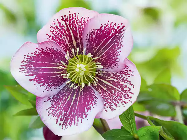 Hellebore