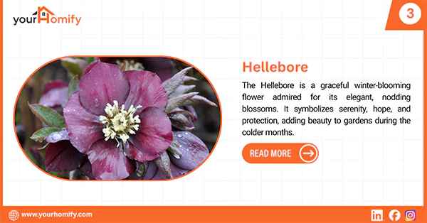 Hellebore