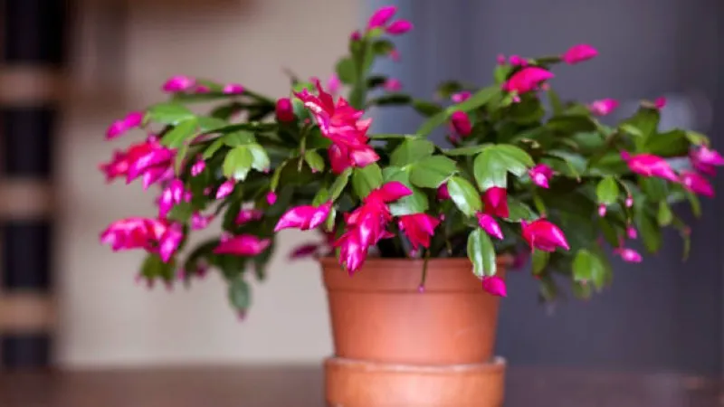 Bright magenta Christmas Cactus flower blooming in a terracotta pot on a table.