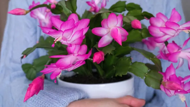 Bright pink Christmas Cactus flower plant in a white pot on a clean surface.