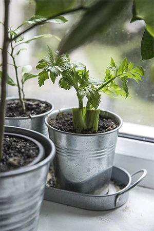 Houseplant