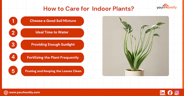 How to Care for Indoor Plants