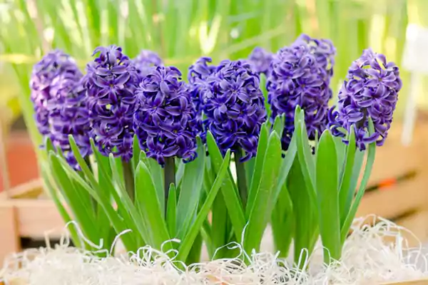 Hyacinth