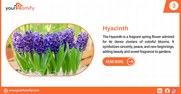 Hyacinth