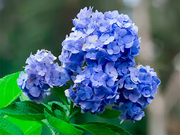Hydrangea