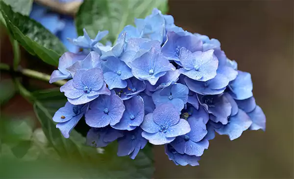 Hydrangea