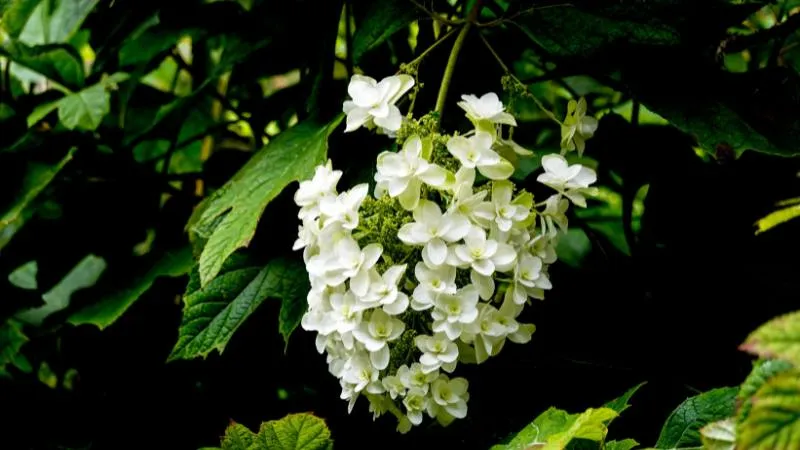 White oakleaf hydrangea flower cluster hanging among green leaves