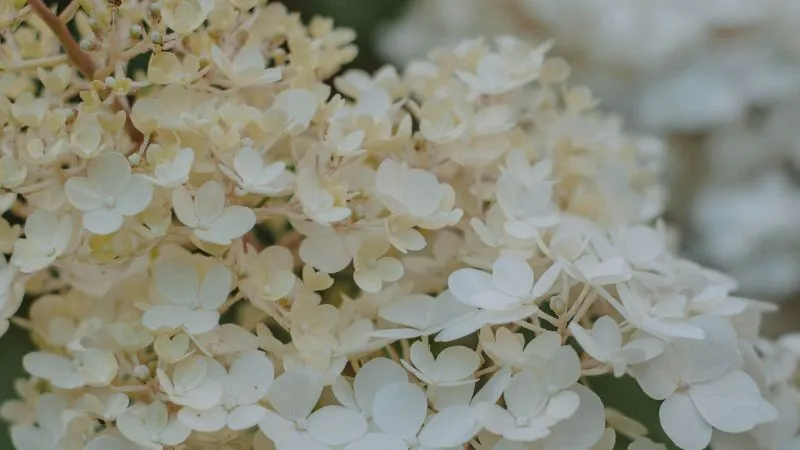 Cluster of creamy white oakleaf hydrangea flowers close-up