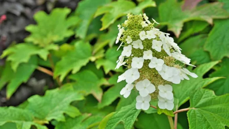 White cone-shaped oakleaf hydrangea flower cluster with green leaves