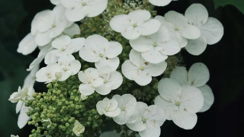 White four-petaled oakleaf hydrangea flowers close-up
