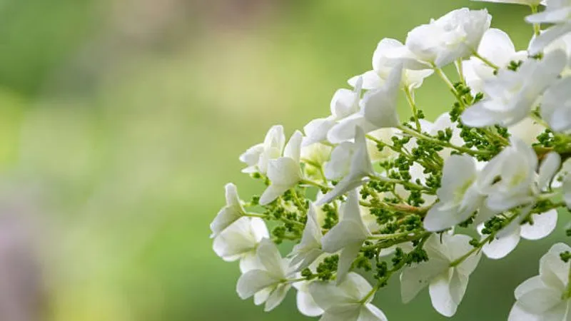 White oakleaf hydrangea flowers against blurred green background