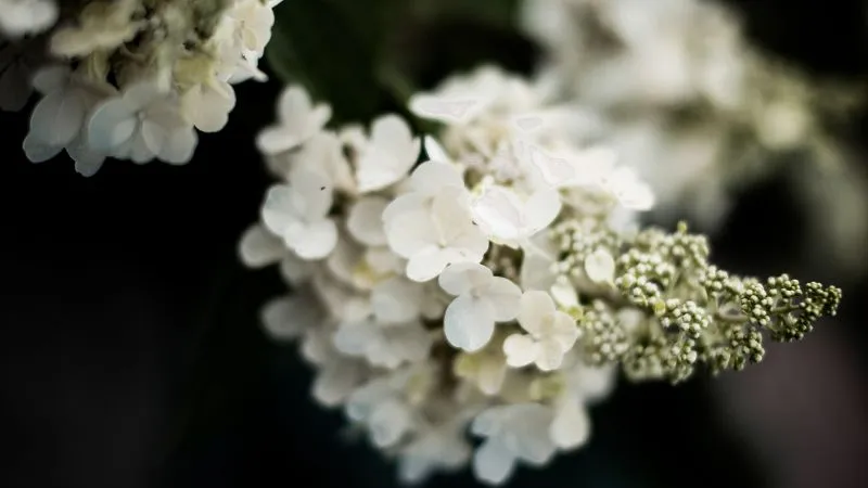 White oakleaf hydrangea flowers against a dark blurred background
