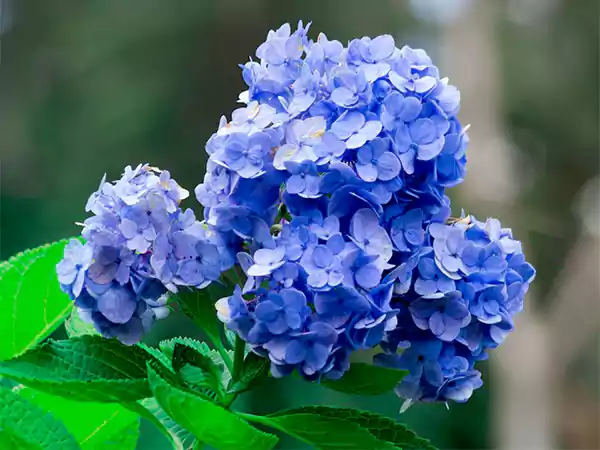 Hydrangea